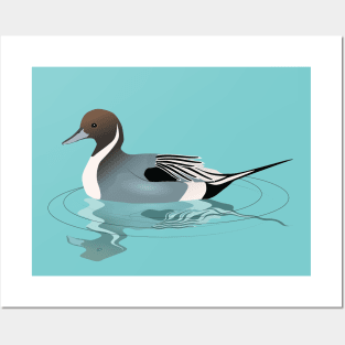 A vector illustration of a northern pintail Posters and Art